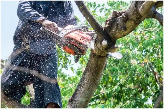 tree services Penn State Erie